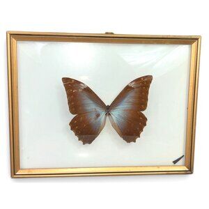Vintage Real Framed Wall Butterfly Monarch Nature Taxidermy